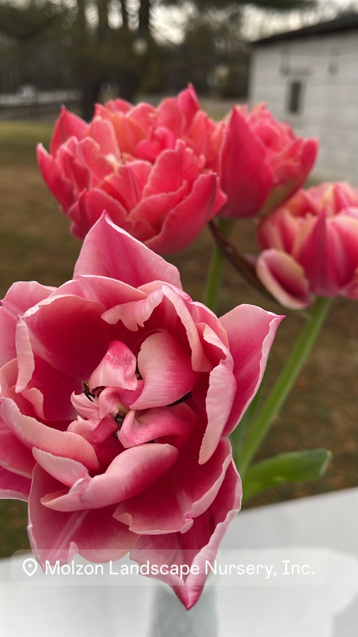 Fresh Cut Flowers