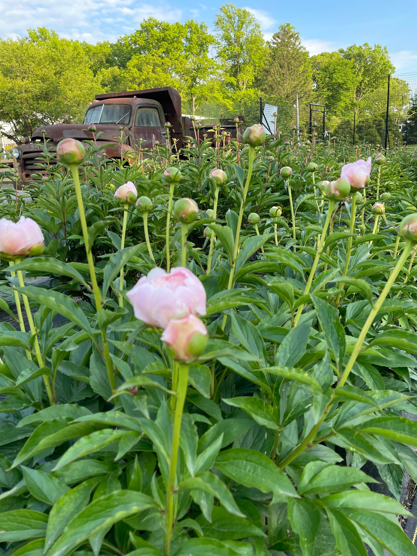 Peony CSA Subscription (5 weeks)