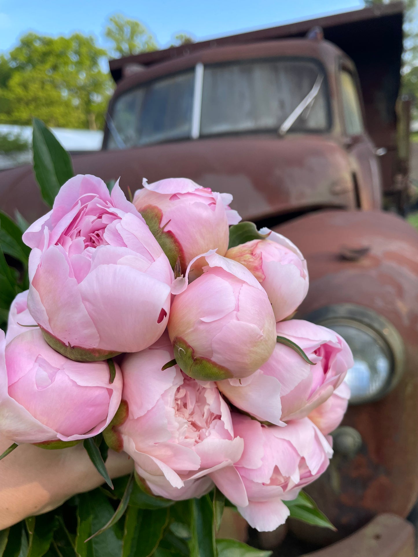 Peony CSA Subscription (5 weeks)