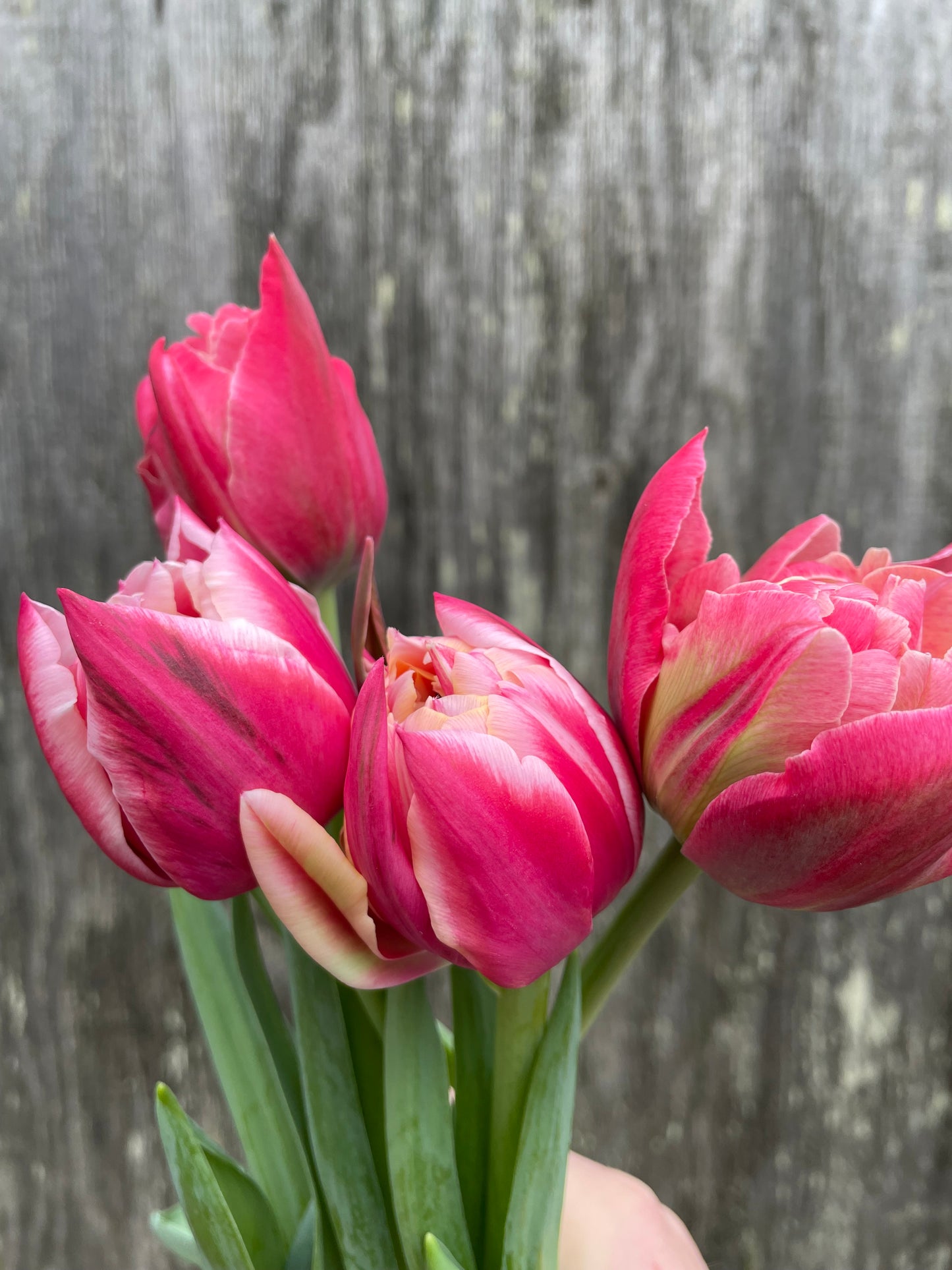 Fresh Cut Flowers